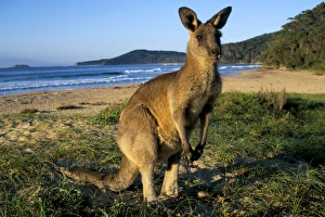 Kangaroo Prints: Eastern grey kangaroo (Macropus giganteus) on beach, Murramarang National Park