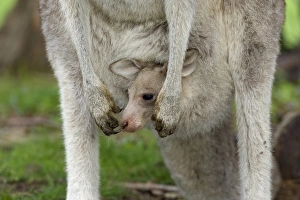 Marsupial Prints: Eastern grey kangaroo (Macropus giganteus) with a Joey, Great Ocean Road