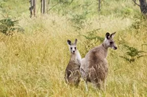 Images Dated 28th December 2007: Eastern grey kangaroos, Geehi, Kosciuszko National Park, New South Wales