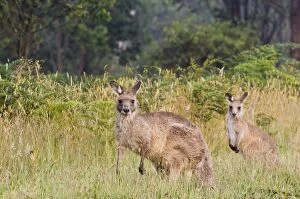 Eastern grey kangaroos, Geehi, Kosciuszko National Park, New South Wales