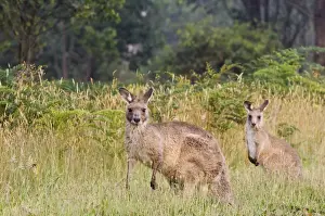 Kangaroo Prints: Eastern grey kangaroos, Geehi, Kosciuszko National Park, New South Wales