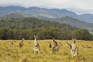 Eastern grey kangaroos, Geehi, Kosciuszko National Park, New South Wales