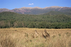 Disguising Prints: Eastern grey kangaroos, New South Wales, Australia, Pacific