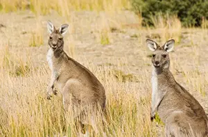 Attention Prints: Eastern grey kangaroos, Wilsons Promontory National Park, Victoria, Australia, Pacific
