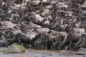 Mara River Prints: Eastern white-bearded wildebeest (Connochaetes taurinus), on the Mara River bank