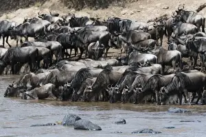 Eastern white-bearded wildebeest (Connochaetes taurinus albojubatus) on the Mara River bank