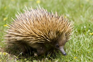 South Australia Prints: Echidna (Tachyglossus aculeatu), Kangaroo Island, South Australia, Australia, Pacific