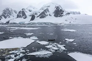 Swim Prints: Ecotype Big B killer whale (Orcinus orca), surfacing amongst ice floes in Lemaire Channel