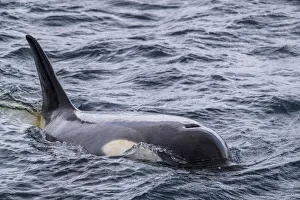 Swim Prints: Ecotype Little B killer whale (Orcinus orca), surfacing in the Gerlache Strait
