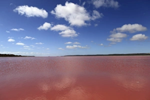 Edible Prints: Edible algae provides a pink hue to the Hutt Pink Lagoon