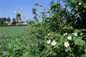 Funen Prints: Egeskov Mill, Funen, Denmark, Scandinavia, Europe