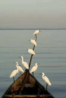 Images Dated 17th December 2007: Egrets, Bugala Island, Lake Victoria, Uganda, East Africa, Africa
