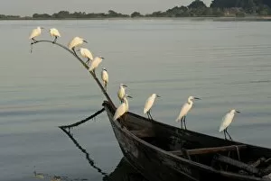 Images Dated 17th December 2007: Egrets, Bugala Island, Lake Victoria, Uganda, East Africa, Africa