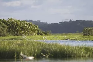 Egrets in the everglades of Kaw, French Guiana, South America