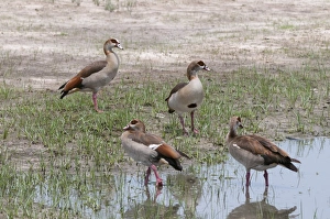 Marsh Prints: Egyptian geese (Alopochen aegyptiaca)