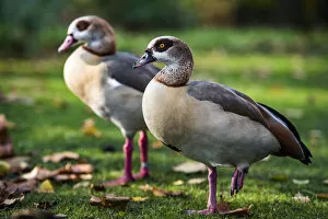 Foreground Focus Gallery: Egyptian Geese in Regents Park, one of the Royal Parks of London, England, United Kingdom