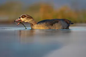 Sunset Glow Prints: Egyptian goose (Alopochen aegyptiaca), Zimanga game reserve, South Africa