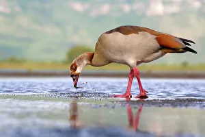 Reflective Prints: Egyptian goose (Alopochen aegyptiaca) in a pond