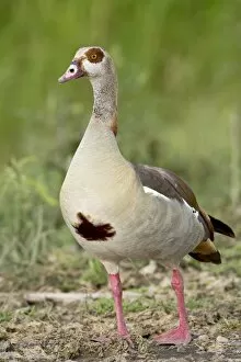Images Dated 9th February 2007: Egyptian goose (Alopochen aegyptiacus), Serengeti National Park, Tanzania