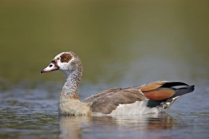 Egyptian goose (Alopochen aegyptiacus), Kruger National Park, South Africa, Africa