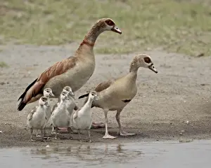 Egyptian goose (Alopochen aegyptiacus) adults and chicks, Serengeti National Park