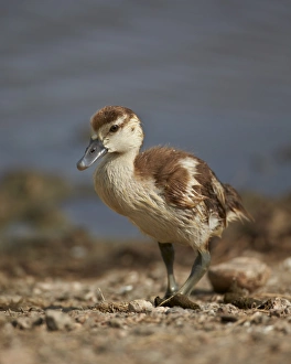 Serengeti Prints: Egyptian goose (Alopochen aegyptiacus) gosling