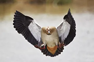Tanzania Prints: Egyptian goose (Alopochen aegyptiacus) landing