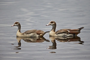 Serengeti Prints: Egyptian goose (Alopochen aegyptiacus) pair
