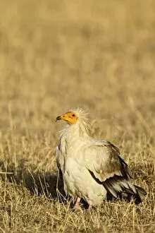 Images Dated 16th October 2006: Egyptian vulture (Neophron percnopterus)