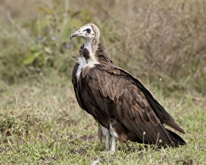 Egyptian vulture (Neophron percnopterus), Serengeti National Park, Tanzania