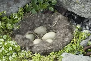 Eider duck eggs in nest made of eider down, Vigur Island, Isafjordur, Iceland