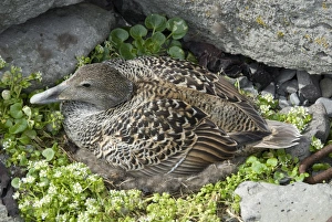 Duck Prints: Eider duck sitting on nest made of eider down, Vigur Island, Isafjordur