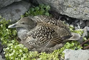 Eider duck sitting on nest made of eider down, Vigur Island, Isafjordur