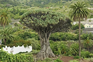 Tenerife Prints: El Drago Milenario (Thousand-Year-Old Dragon Tree)