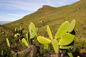 Prickly Pear Prints: El Roque and succulent vegetation, Arona, south west Tenerife interior