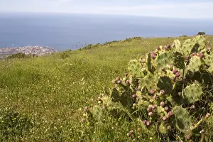 Prickly Pear Prints: El Roque and succulent vegetation, with Playa de las Americas resort in the background