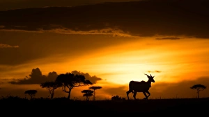 Backlit Prints: Eland at sunset, Masai Mara, Kenya, East Africa, Africa