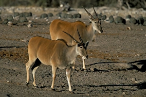 Eland (Taurotragus oryx)
