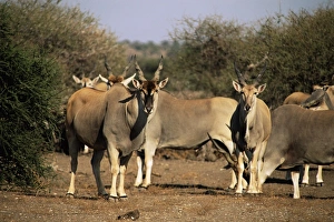 Curious Prints: Eland (Taurotragus oryx), Mashatu Game Reserve, Botswana, Africa