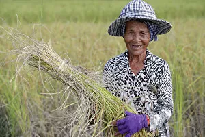 Cambodia Gallery: Elderly woman working in rice field harvesting rice, Kep, Cambodia, Indochina