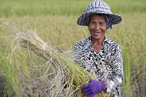 Cambodia Gallery: Elderly woman working in rice field harvesting rice, Kep, Cambodia, Indochina