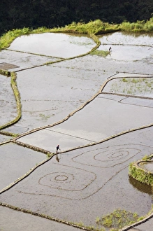 Farmer Prints: An elderly woman working in water filled rice terraces