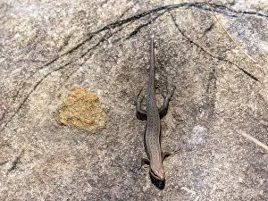 Lizard Prints: Elegant mabuya rests on rock surface in natural habitat within Isalo National Park