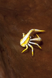 Images Dated 2nd June 2008: Elegant squat lobster (Allogalathea elegans), Sulawesi, Indonesia, Southeast Asia, Asia
