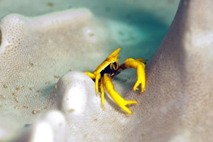 Images Dated 24th May 2008: Elegant squat lobster (Allogalathea elegans), Sulawesi, Indonesia, Southeast Asia, Asia