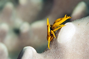 Images Dated 24th May 2008: Elegant squat lobster (Allogalathea elegans), Sulawesi, Indonesia, Southeast Asia, Asia