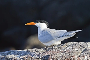 Sea Bird Prints: Elegant tern (Thalasseus elegans)