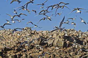 Sea Bird Prints: Elegant tern (Thalasseus elegans) breeding colony