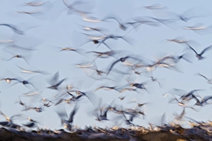 Sea Bird Prints: Elegant tern (Thalasseus elegans) colony