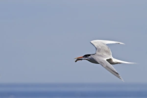Sea Bird Prints: Elegant tern (Thalasseus elegans) with fish